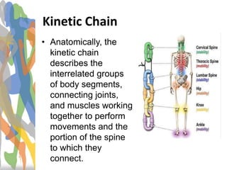 Kinetic Chain
• Anatomically, the
kinetic chain
describes the
interrelated groups
of body segments,
connecting joints,
and muscles working
together to perform
movements and the
portion of the spine
to which they
connect.
 