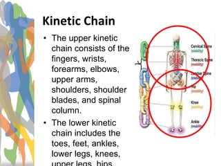 Kinetic Chain
• The upper kinetic
chain consists of the
fingers, wrists,
forearms, elbows,
upper arms,
shoulders, shoulder
blades, and spinal
column.
• The lower kinetic
chain includes the
toes, feet, ankles,
lower legs, knees,
 