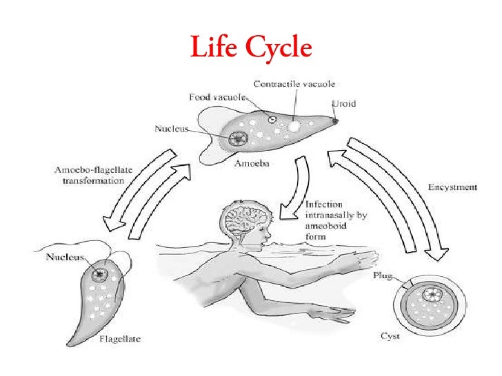Pathgenic free living amoeba