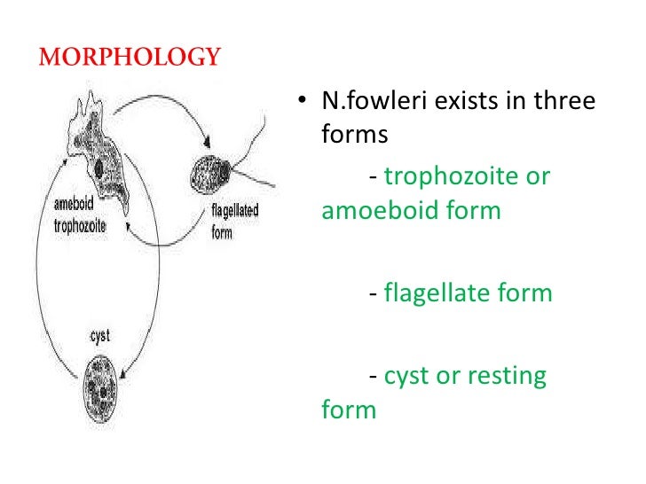 Pathgenic free living amoeba