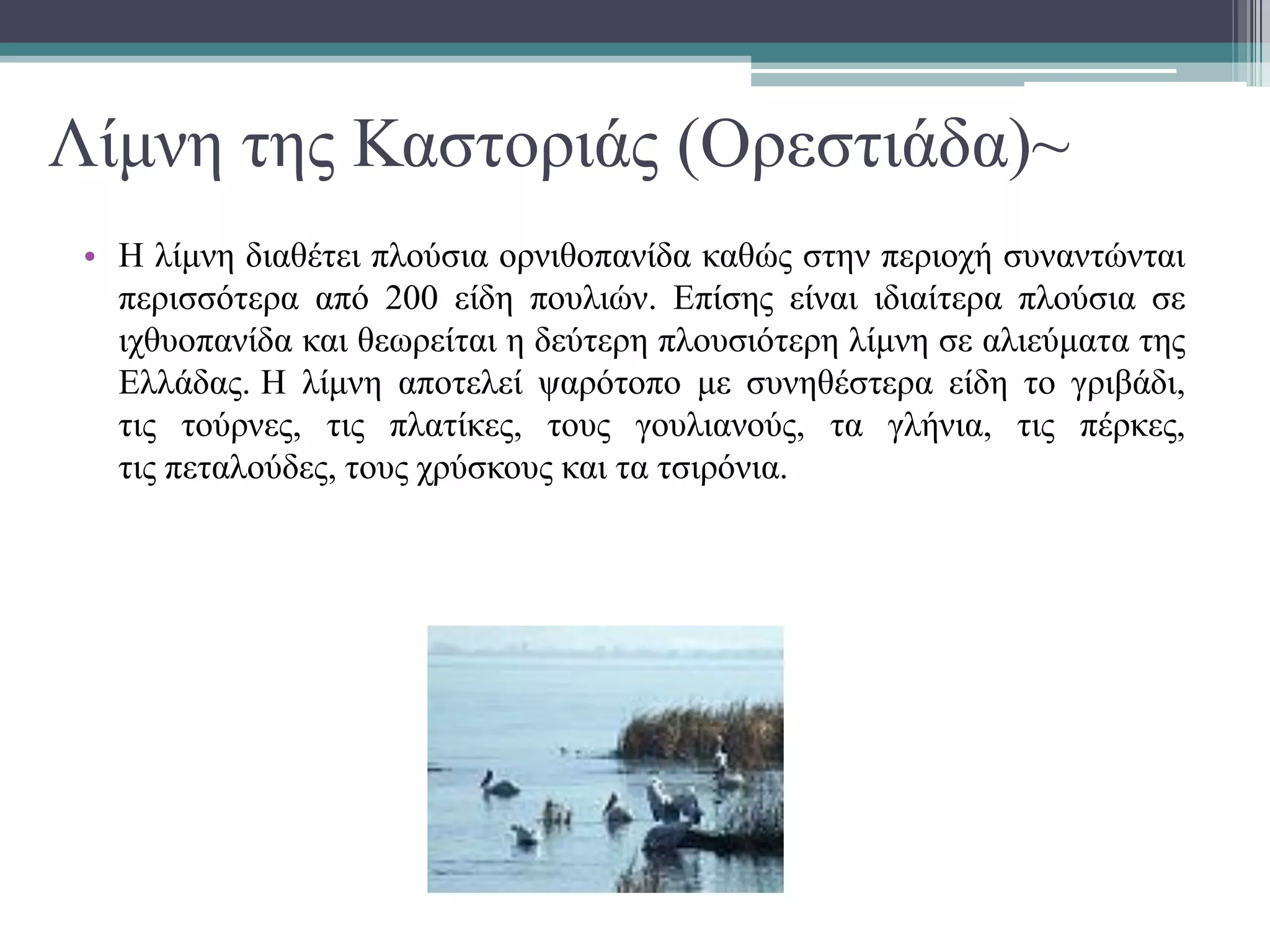 Λίμνη της Καστοριάς (Ορεστιάδα)~
• Η λίμνη διαθέτει πλούσια ορνιθοπανίδα καθώς στην περιοχή συναντώνται
περισσότερα από 200 είδη πουλιών. Επίσης είναι ιδιαίτερα πλούσια σε
ιχθυοπανίδα και θεωρείται η δεύτερη πλουσιότερη λίμνη σε αλιεύματα της
Ελλάδας. Η λίμνη αποτελεί ψαρότοπο με συνηθέστερα είδη το γριβάδι,
τις τούρνες, τις πλατίκες, τους γουλιανούς, τα γλήνια, τις πέρκες,
τις πεταλούδες, τους χρύσκους και τα τσιρόνια.
 