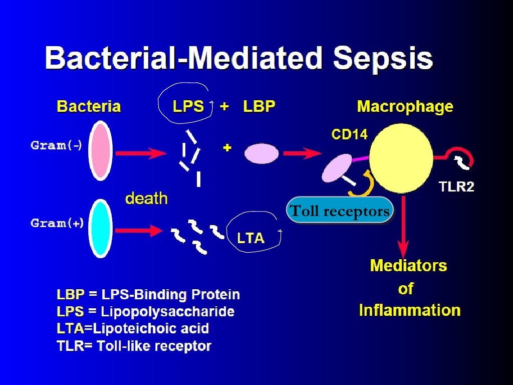 Patho Physiology And Icu Management Of Septic Shock