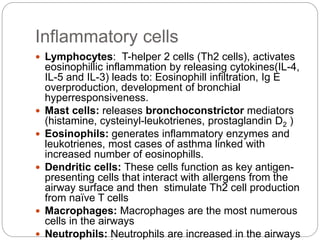 Inflammatory cells
 Lymphocytes: T-helper 2 cells (Th2 cells), activates
eosinophillic inflammation by releasing cytokines(IL-4,
IL-5 and IL-3) leads to: Eosinophill infiltration, Ig E
overproduction, development of bronchial
hyperresponsiveness.
 Mast cells: releases bronchoconstrictor mediators
(histamine, cysteinyl-leukotrienes, prostaglandin D2 )
 Eosinophils: generates inflammatory enzymes and
leukotrienes, most cases of asthma linked with
increased number of eosinophills.
 Dendritic cells: These cells function as key antigen-
presenting cells that interact with allergens from the
airway surface and then stimulate Th2 cell production
from naïve T cells
 Macrophages: Macrophages are the most numerous
cells in the airways
 Neutrophils: Neutrophils are increased in the airways
 