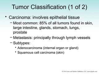 Tumor Classification (1 of 2)
• Carcinoma: involves epithelial tissue
– Most common: 85% of all tumors found in skin,
large intestine, glands, stomach, lungs,
prostate
– Metastasis: principally through lymph vessels
– Subtypes:
• Adenocarcinoma (internal organ or gland)
• Squamous cell carcinoma (skin)
 