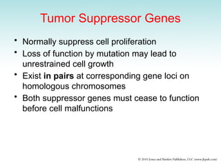 Tumor Suppressor Genes
• Normally suppress cell proliferation
• Loss of function by mutation may lead to
unrestrained cell growth
• Exist in pairs at corresponding gene loci on
homologous chromosomes
• Both suppressor genes must cease to function
before cell malfunctions
 