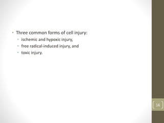 • Three common forms of cell injury:
• ischemic and hypoxic injury,
• free radical-induced injury, and
• toxic injury.
16
 