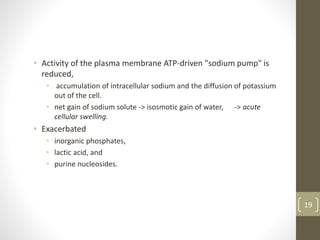 • Activity of the plasma membrane ATP-driven "sodium pump" is
reduced,
• accumulation of intracellular sodium and the diffusion of potassium
out of the cell.
• net gain of sodium solute -> isosmotic gain of water, -> acute
cellular swelling.
• Exacerbated
• inorganic phosphates,
• lactic acid, and
• purine nucleosides.
19
 