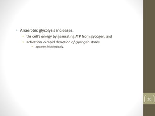 • Anaerobic glycolysis increases.
• the cell's energy by generating ATP from glycogen, and
• activation -> rapid depletion of glycogen stores,
• apparent histologically.
20
 
