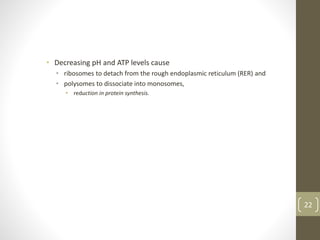 • Decreasing pH and ATP levels cause
• ribosomes to detach from the rough endoplasmic reticulum (RER) and
• polysomes to dissociate into monosomes,
• reduction in protein synthesis.
22
 