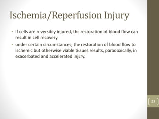 Ischemia/Reperfusion Injury
• If cells are reversibly injured, the restoration of blood flow can
result in cell recovery.
• under certain circumstances, the restoration of blood flow to
ischemic but otherwise viable tissues results, paradoxically, in
exacerbated and accelerated injury.
23
 