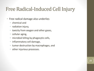 Free Radical-Induced Cell Injury
• Free radical damage also underlies
• chemical and
• radiation injury,
• toxicity from oxygen and other gases,
• cellular aging,
• microbial killing by phagocytic cells,
• inflammatory cell damage,
• tumor destruction by macrophages, and
• other injurious processes.
28
 