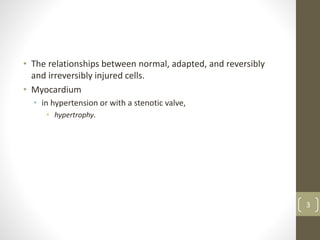 • The relationships between normal, adapted, and reversibly
and irreversibly injured cells.
• Myocardium
• in hypertension or with a stenotic valve,
• hypertrophy.
3
 