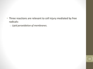 • Three reactions are relevant to cell injury mediated by free
radicals:
o Lipid peroxidation of membranes.
33
 