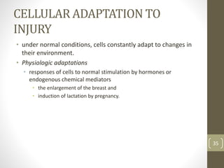 CELLULAR ADAPTATION TO
INJURY
• under normal conditions, cells constantly adapt to changes in
their environment.
• Physiologic adaptations
• responses of cells to normal stimulation by hormones or
endogenous chemical mediators
• the enlargement of the breast and
• induction of lactation by pregnancy.
35
 