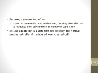 • Pathologic adaptations often
• share the same underlying mechanisms, but they allow the cells
to modulate their environment and ideally escape injury.
• cellular adaptation is a state that lies between the normal,
unstressed cell and the injured, overstressed cell.
36
 