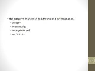 • the adaptive changes in cell growth and differentiation:
• atrophy,
• hypertrophy,
• hyperplasia, and
• metaplasia.
37
 