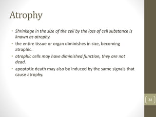Atrophy
• Shrinkage in the size of the cell by the loss of cell substance is
known as atrophy.
• the entire tissue or organ diminishes in size, becoming
atrophic.
• atrophic cells may have diminished function, they are not
dead.
• apoptotic death may also be induced by the same signals that
cause atrophy.
38
 
