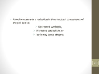 • Atrophy represents a reduction in the structural components of
the cell due to;
 Decreased synthesis,
 increased catabolism, or
 both may cause atrophy.
41
 