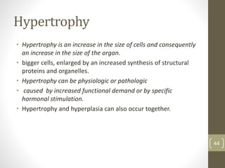 Hypertrophy
• Hypertrophy is an increase in the size of cells and consequently
an increase in the size of the organ.
• bigger cells, enlarged by an increased synthesis of structural
proteins and organelles.
• Hypertrophy can be physiologic or pathologic
• caused by increased functional demand or by specific
hormonal stimulation.
• Hypertrophy and hyperplasia can also occur together.
44
 