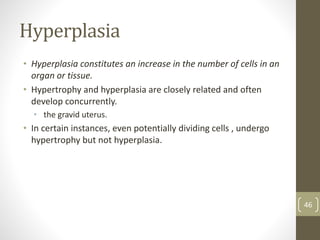 Hyperplasia
• Hyperplasia constitutes an increase in the number of cells in an
organ or tissue.
• Hypertrophy and hyperplasia are closely related and often
develop concurrently.
• the gravid uterus.
• In certain instances, even potentially dividing cells , undergo
hypertrophy but not hyperplasia.
46
 