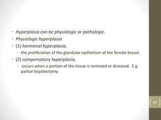 • Hyperplasia can be physiologic or pathologic.
• Physiologic hyperplasia
• (1) hormonal hyperplasia,
• the proliferation of the glandular epithelium of the female breast.
• (2) compensatory hyperplasia,
• occurs when a portion of the tissue is removed or diseased. E.g.
partial hepatectomy.
47
 