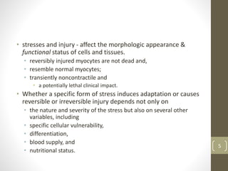 • stresses and injury - affect the morphologic appearance &
functional status of cells and tissues.
• reversibly injured myocytes are not dead and,
• resemble normal myocytes;
• transiently noncontractile and
• a potentially lethal clinical impact.
• Whether a specific form of stress induces adaptation or causes
reversible or irreversible injury depends not only on
• the nature and severity of the stress but also on several other
variables, including
• specific cellular vulnerability,
• differentiation,
• blood supply, and
• nutritional status.
5
 