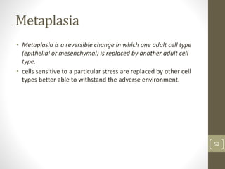 Metaplasia
• Metaplasia is a reversible change in which one adult cell type
(epithelial or mesenchymal) is replaced by another adult cell
type.
• cells sensitive to a particular stress are replaced by other cell
types better able to withstand the adverse environment.
52
 