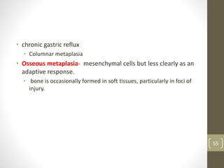 • chronic gastric reflux
• Columnar metaplasia
• Osseous metaplasia- mesenchymal cells but less clearly as an
adaptive response.
• bone is occasionally formed in soft tissues, particularly in foci of
injury.
55
 