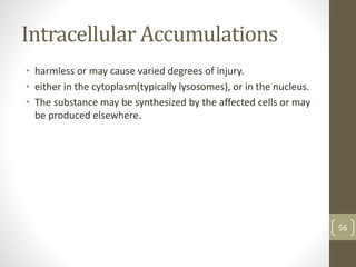 Intracellular Accumulations
• harmless or may cause varied degrees of injury.
• either in the cytoplasm(typically lysosomes), or in the nucleus.
• The substance may be synthesized by the affected cells or may
be produced elsewhere.
56
 