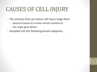 CAUSES OF CELL INJURY
• The stresses that can induce cell injury range from
• physical trauma of a motor vehicle accident to
• the single gene defect.
• Grouped into the following broad categories.
6
 