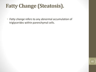 Fatty Change (Steatosis).
• Fatty change refers to any abnormal accumulation of
triglycerides within parenchymal cells.
60
 