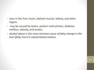• seen in the liver, heart, skeletal muscle, kidney, and other
organs.
• may be caused by toxins, protein malnutrition, diabetes
mellitus, obesity, and anoxia.
• alcohol abuse is the most common cause of fatty change in the
liver (fatty liver) in industrialized nations.
61
 