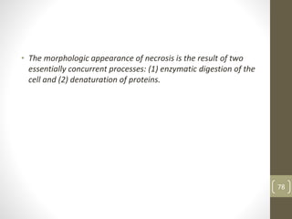 • The morphologic appearance of necrosis is the result of two
essentially concurrent processes: (1) enzymatic digestion of the
cell and (2) denaturation of proteins.
78
 