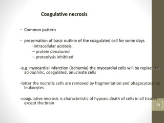 79
• Common pattern
• preservation of basic outline of the coagulated cell for some days
-intracellular acidosis
– protein denatured
– proteolysis inhibited
-e.g. myocardial infarction (ischemia) the myocardial cells will be replaced by
acidophilic, coagulated, anucleate cells
-latter the necrotic cells are removed by fragmentation and phagocytosis by
leukocytes
-coagulative necrosis is characteristic of hypoxic death of cells in all tissues
except the brain
Coagulative necrosis
 
