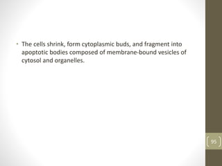• The cells shrink, form cytoplasmic buds, and fragment into
apoptotic bodies composed of membrane-bound vesicles of
cytosol and organelles.
95
 