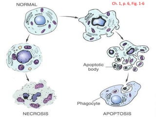 Apoptosis Diagram
96
Ch. 1, p. 6, Fig. 1-6
 