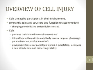 OVERVIEW OF CELL INJURY
• Cells are active participants in their environment,
• constantly adjusting structure and function to accommodate
• changing demands and extracellular stresses.
• Cells
• preserve their immediate environment and
• intracellular milieu within a relatively narrow range of physiologic
parameters- > normal homeostasis.
• physiologic stresses or pathologic stimuli -> adaptation, achieving
a new steady state and preserving viability.
1
 