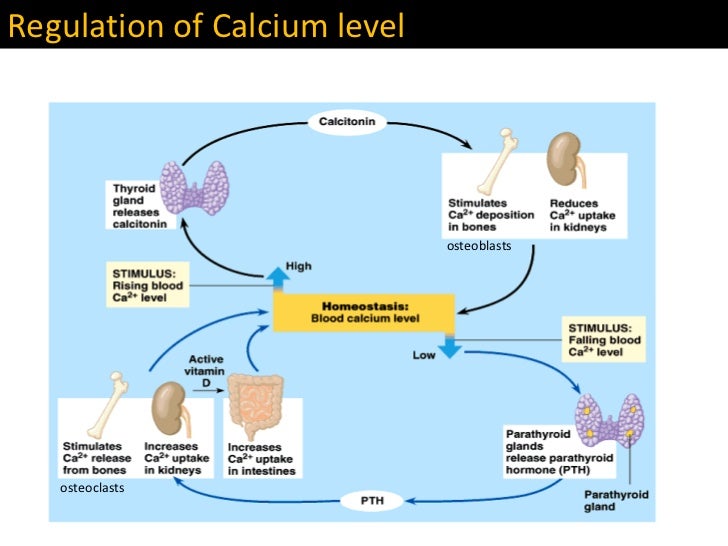 does calcitriol increase or decrease calcium levels