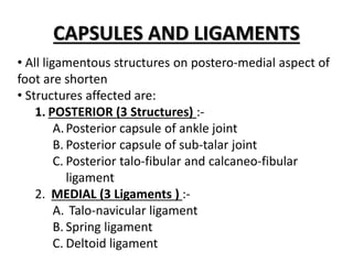 CAPSULES AND LIGAMENTS
• All ligamentous structures on postero-medial aspect of
foot are shorten
• Structures affected are:
1. POSTERIOR (3 Structures) :-
A.Posterior capsule of ankle joint
B. Posterior capsule of sub-talar joint
C. Posterior talo-fibular and calcaneo-fibular
ligament
2. MEDIAL (3 Ligaments ) :-
A. Talo-navicular ligament
B. Spring ligament
C. Deltoid ligament
 