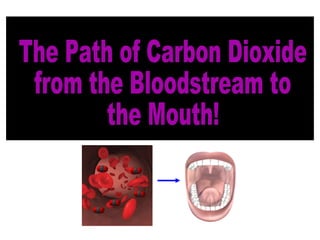 The Path of Carbon Dioxide from the Bloodstream to the Mouth! 
