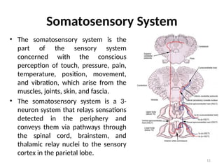 11
Somatosensory System
• The somatosensory system is the
part of the sensory system
concerned with the conscious
perception of touch, pressure, pain,
temperature, position, movement,
and vibration, which arise from the
muscles, joints, skin, and fascia.
• The somatosensory system is a 3-
neuron system that relays sensations
detected in the periphery and
conveys them via pathways through
the spinal cord, brainstem, and
thalamic relay nuclei to the sensory
cortex in the parietal lobe.
 