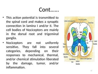 17
Cont.…..
• This action potential is transmitted to
the spinal cord and makes a synaptic
connection in lamina I and/or II. The
cell bodies of Nociceptors are mainly
in the dorsal root and trigeminal
ganglia.
• Nociceptors are not uniformly
sensitive. They fall into several
categories, depending on their
responses to mechanical, thermal,
and/or chemical stimulation liberated
by the damage, tumor, and/or
inflammation.
 
