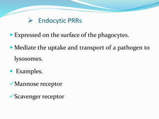  Endocytic PRRs
 Expressed on the surface of the phagocytes.
 Mediate the uptake and transport of a pathogen to
lysosomes.
 Examples.
Mannose receptor
Scavenger receptor
 