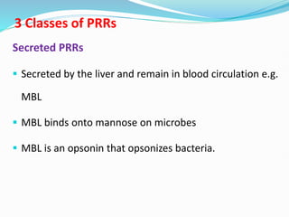 3 Classes of PRRs
Secreted PRRs
 Secreted by the liver and remain in blood circulation e.g.
MBL
 MBL binds onto mannose on microbes
 MBL is an opsonin that opsonizes bacteria.
 