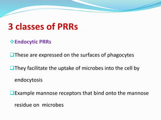 3 classes of PRRs
Endocytic PRRs
These are expressed on the surfaces of phagocytes
They facilitate the uptake of microbes into the cell by
endocytosis
Example mannose receptors that bind onto the mannose
residue on microbes
 