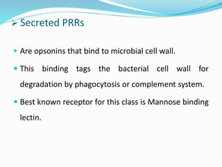  Secreted PRRs
 Are opsonins that bind to microbial cell wall.
 This binding tags the bacterial cell wall for
degradation by phagocytosis or complement system.
 Best known receptor for this class is Mannose binding
lectin.
 