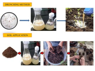 PATHOGENECITY TEST FOR Sclerotium in Tomato.pptx