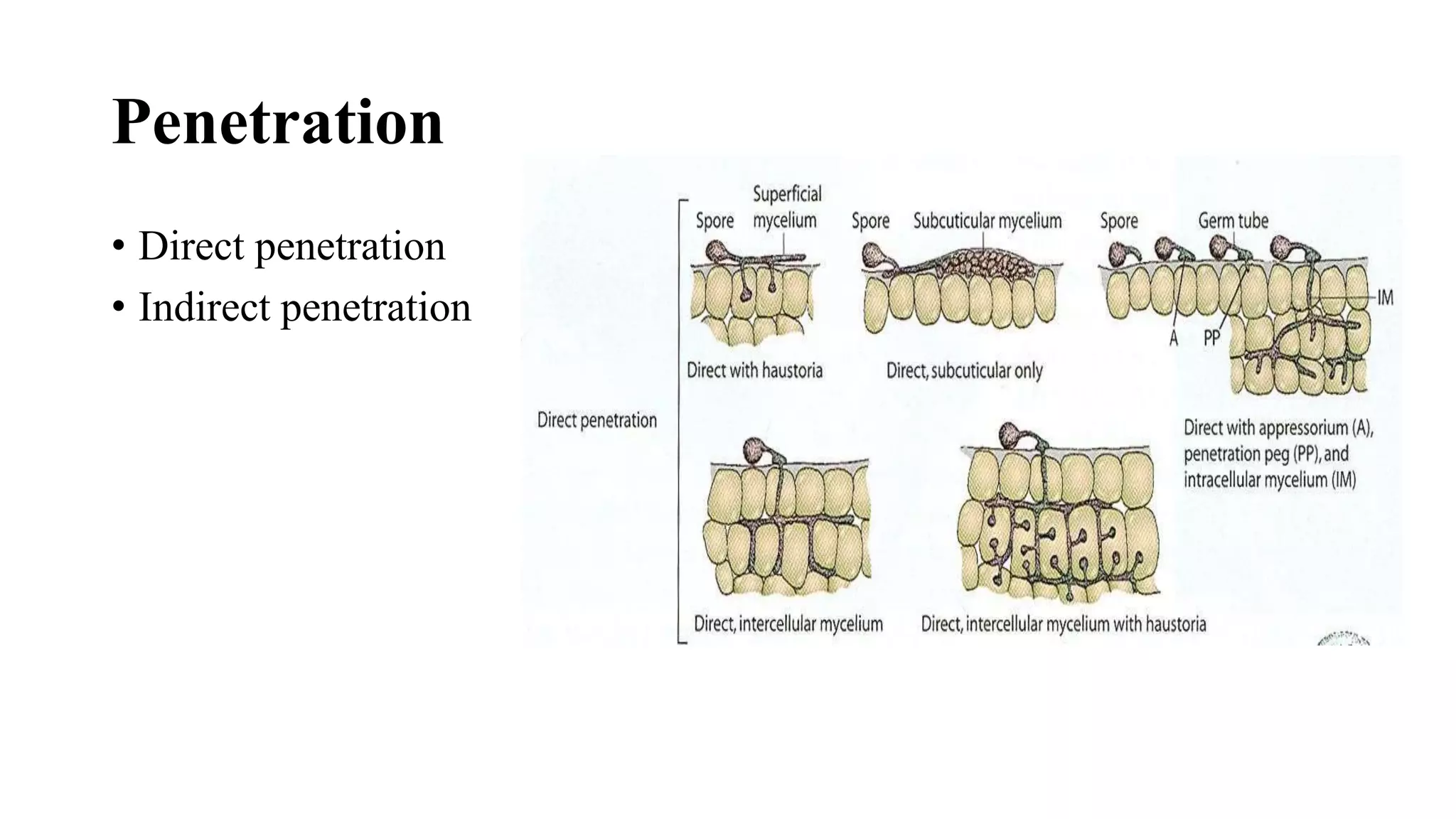 Pathogenesis | PPTX
