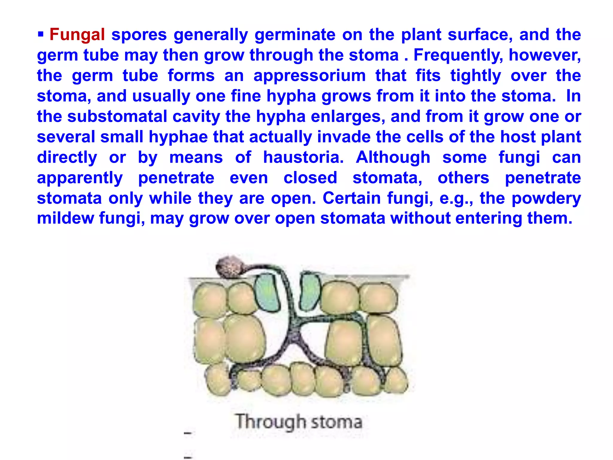  Fungal spores generally germinate on the plant surface, and the
germ tube may then grow through the stoma . Frequently, however,
the germ tube forms an appressorium that fits tightly over the
stoma, and usually one fine hypha grows from it into the stoma. In
the substomatal cavity the hypha enlarges, and from it grow one or
several small hyphae that actually invade the cells of the host plant
directly or by means of haustoria. Although some fungi can
apparently penetrate even closed stomata, others penetrate
stomata only while they are open. Certain fungi, e.g., the powdery
mildew fungi, may grow over open stomata without entering them.
 