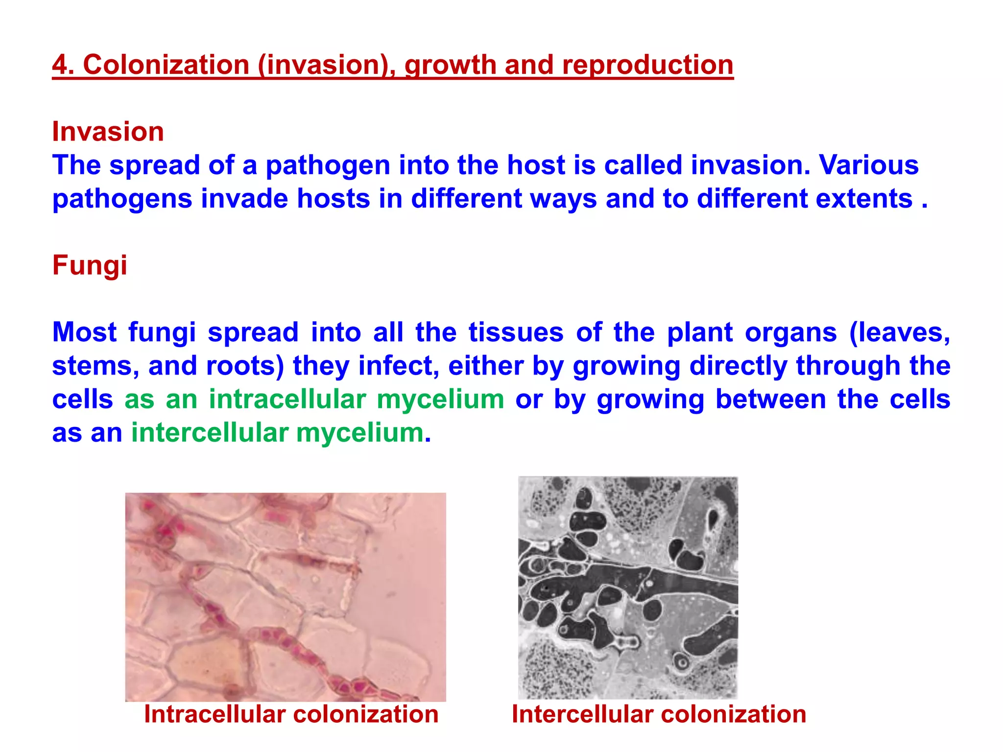 4. Colonization (invasion), growth and reproduction
Invasion
The spread of a pathogen into the host is called invasion. Various
pathogens invade hosts in different ways and to different extents .
Fungi
Most fungi spread into all the tissues of the plant organs (leaves,
stems, and roots) they infect, either by growing directly through the
cells as an intracellular mycelium or by growing between the cells
as an intercellular mycelium.
Intracellular colonization Intercellular colonization
 
